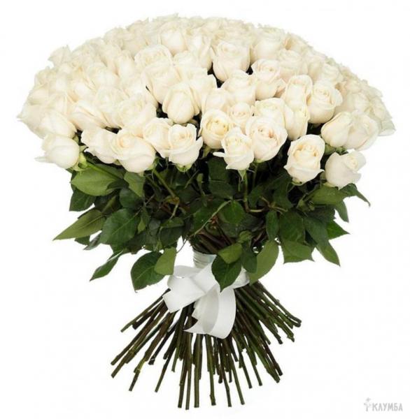 101 white roses. 101-white-roses-5IA.jpg