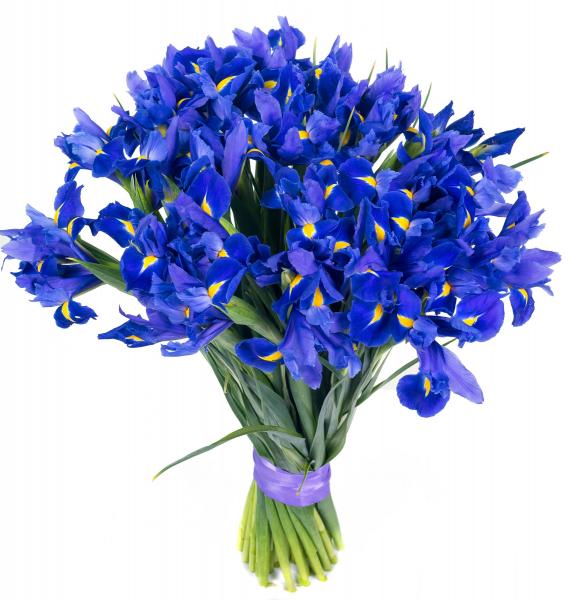 Irises. images/pages/gift/irises-4wn.jpg