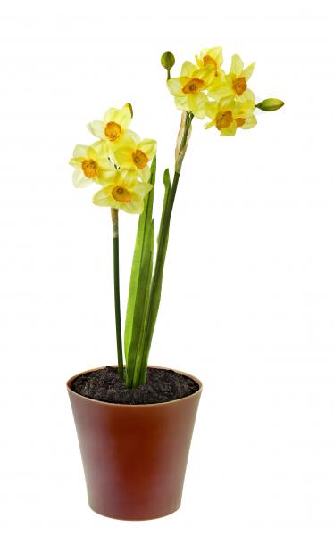 Narcissus (Daffodil). images/pages/gift/narcissus-daffodil-D98.jpg